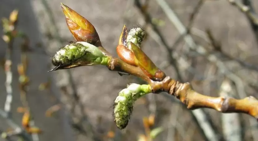 poplar buds for strength