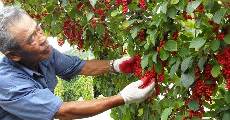 Chinese lemon to increase power