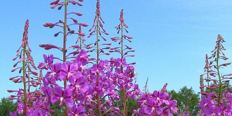 Herbs to increase power in men