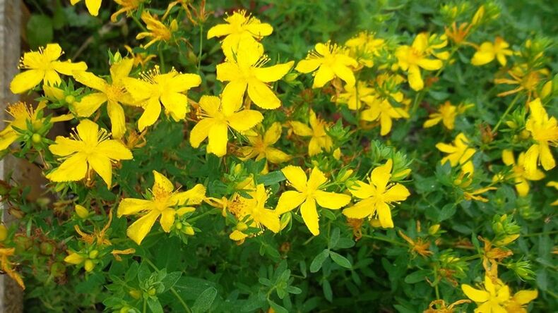 What herbs increase male power